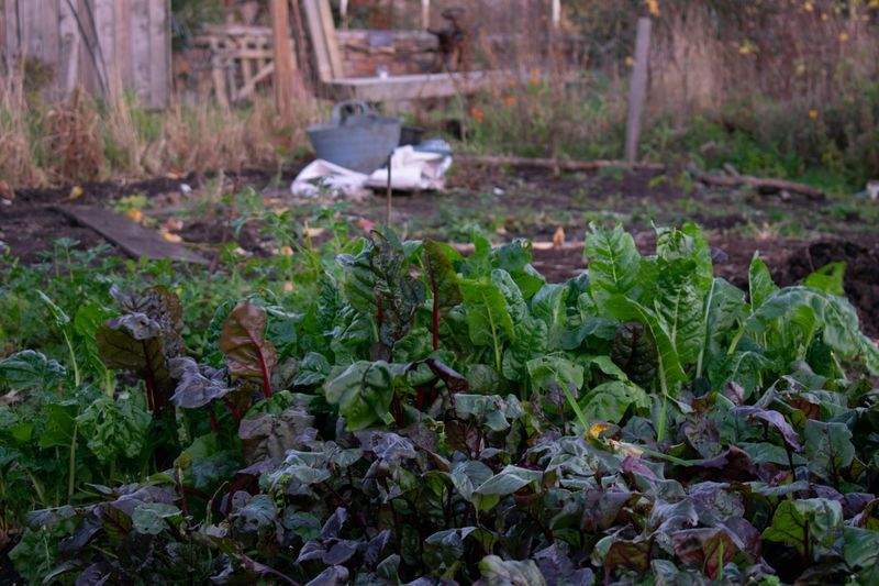 Frühjahrsstart im Garten: Die wichtigsten Arbeiten im März